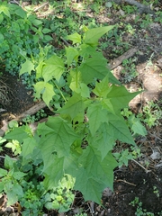 Chenopodiastrum simplex