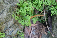 Selaginella repanda