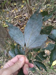 Neolitsea dealbata