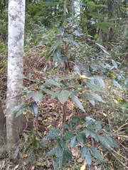 Neolitsea dealbata