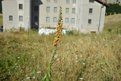 Digitalis ferruginea