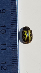 Calligrapha sallei