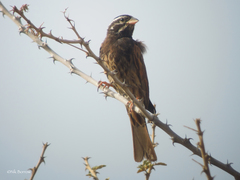 Emberiza striolata