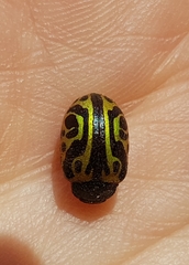Calligrapha sallei