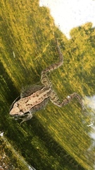 Rana temporaria