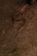 Oligodon taeniolatus