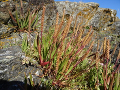 Plantago maritima juncoides