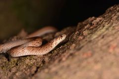 Oligodon taeniolatus