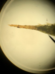 Polytrichum longisetum