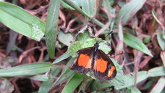 Acraea uvui