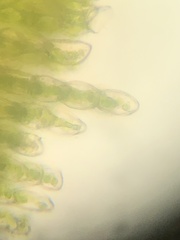 Polytrichum longisetum