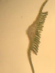 Polytrichum longisetum