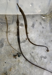 Syngnathus rostellatus