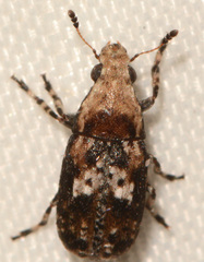 Euparius paganus