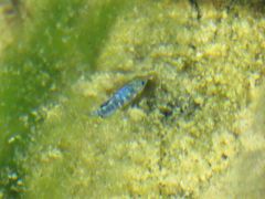 Cyprinodon nevadensis