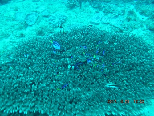 Dascyllus carneus