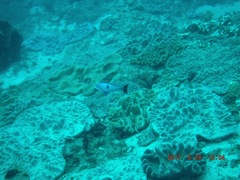 Pseudanthias cooperi