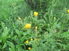 Picris hieracioides