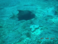 Oplegnathus robinsoni