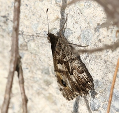 Hipparchia aristaeus