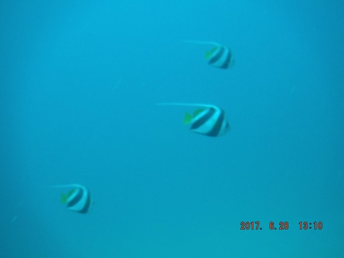 Heniochus diphreutes