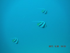 Heniochus diphreutes