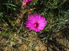 Drosanthemum longipes