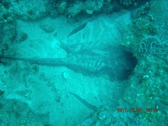 Pateobatis jenkinsii