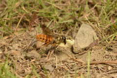 Megachile takaoensis