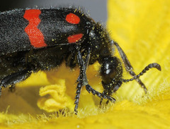 Hycleus biundulatus