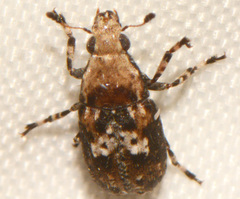 Euparius paganus