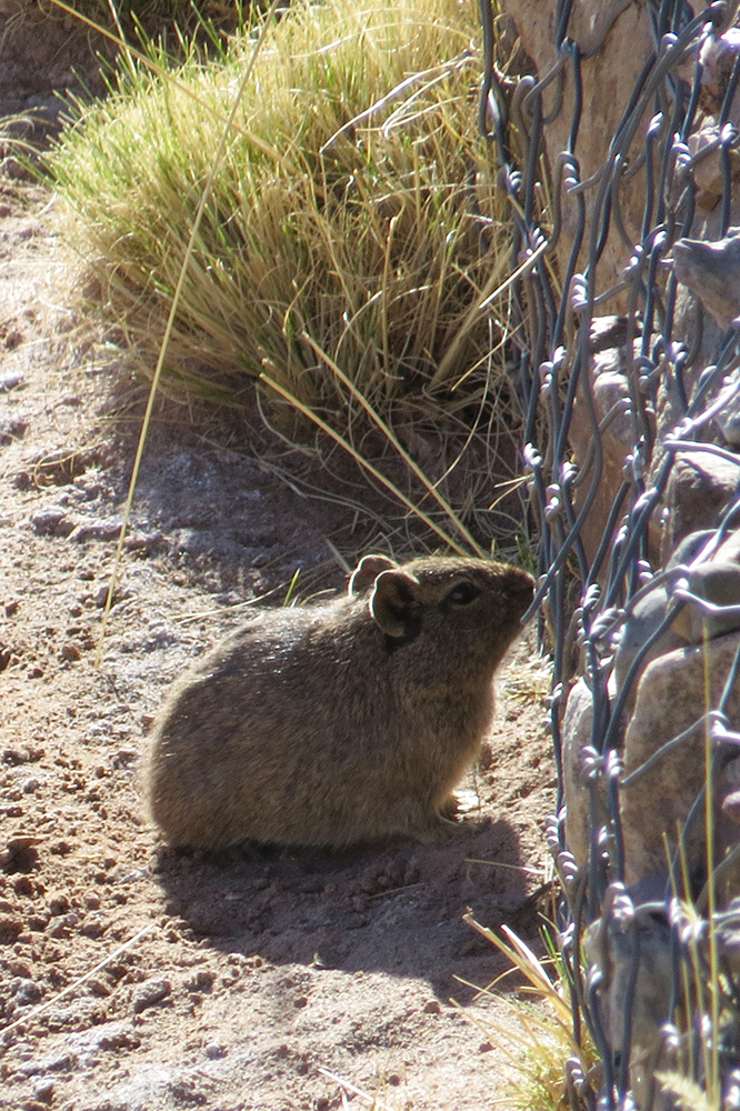 Southern Highland Yellow-Toothed Cavy