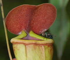 Nepenthes khasiana