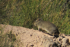 Galea leucoblephara