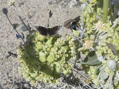Hesperopsis libya
