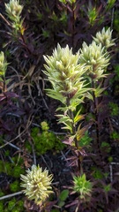 Castilleja parviflora albida