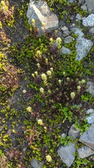 Castilleja parviflora albida