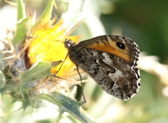 Hipparchia aristaeus