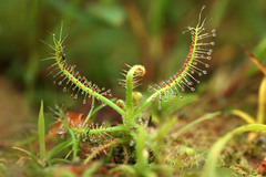 Drosera indica