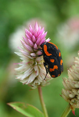 Clinteria klugi