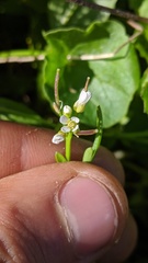 Cardamine umbellata
