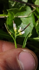 Cardamine umbellata