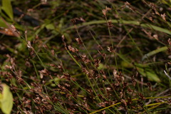 Sporadanthus interruptus