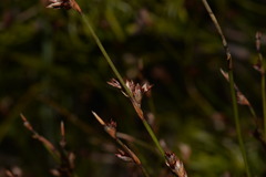 Sporadanthus interruptus