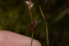 Sporadanthus interruptus