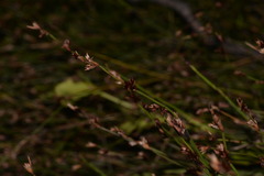 Sporadanthus interruptus