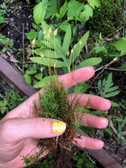 Polytrichum longisetum
