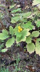 Chelidonium majus