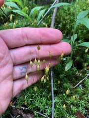 Polytrichum longisetum