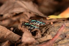 Jansenia azureocincta